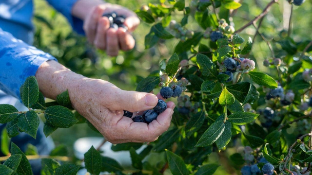 Hand selecting Bennett Blueberries at Delmarva's Finest U Pick Blueberry Farm